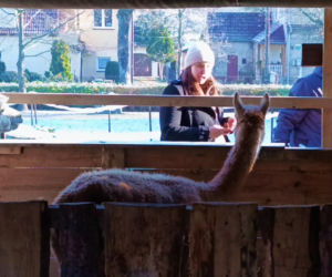 Żywa szopka w Żydowcach