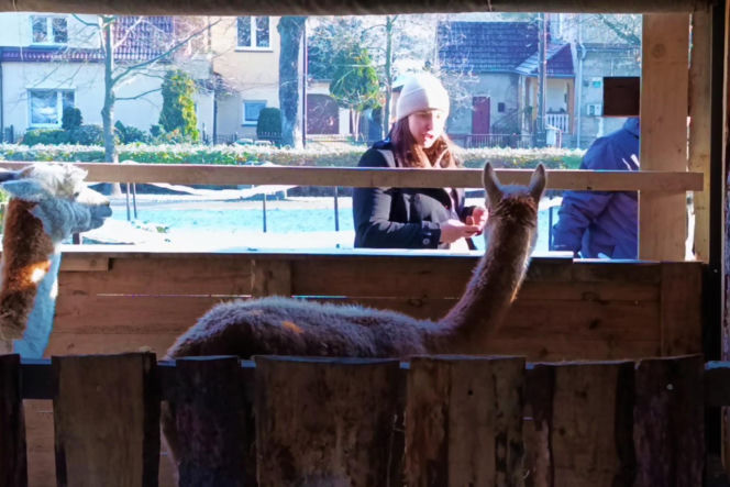 Żywa szopka w Żydowcach