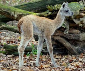 We wrocławskim zoo urodziło się gwanako