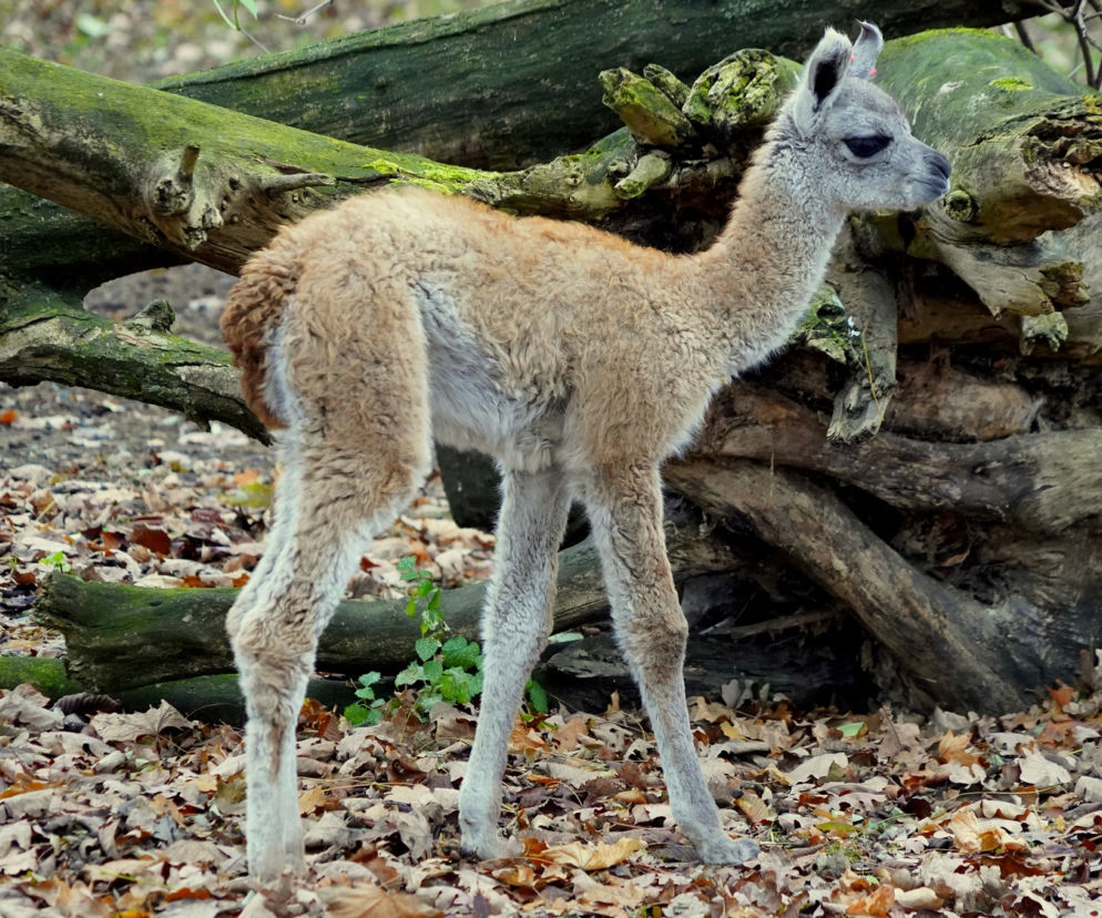 We wrocławskim zoo urodziło się gwanako