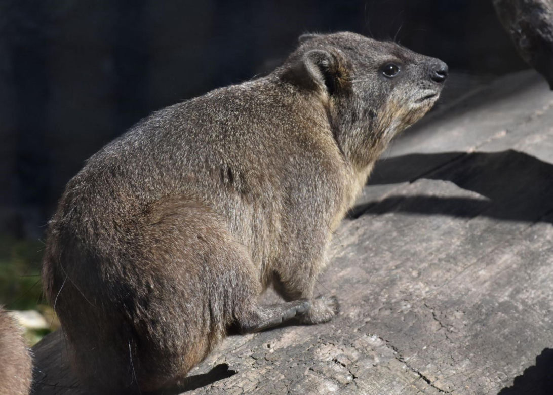 Nowe zwierzęta w zamojskim zoo: góralek przylądkowy