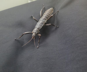 Węże, pająki i dreszczyk emocji w Bydgoszczy! Dragon Expo zachwyciło odwiedzających