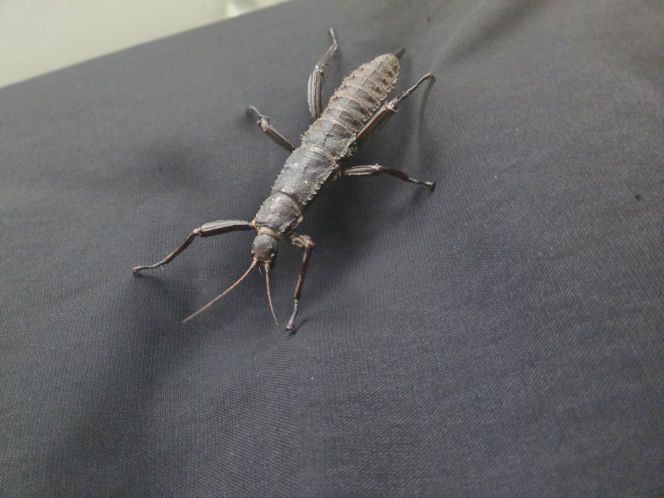 Węże, pająki i dreszczyk emocji w Bydgoszczy! Dragon Expo zachwyciło odwiedzających