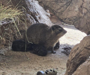 Te maluchy przyszły na świat w warszawskim ZOO w 2025 roku