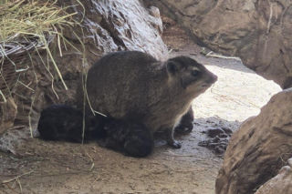 Te maluchy przyszły na świat w warszawskim ZOO w 2025 roku