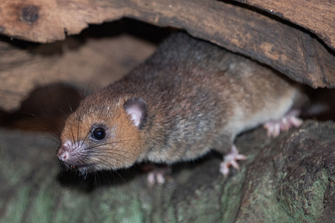 Nowy gatunek we wrocławskim zoo
