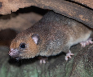 Nowy gatunek we wrocławskim zoo