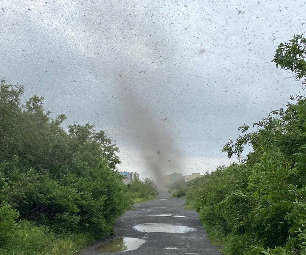 Szok! Tornado z komarów. Inwazja jakiej jeszcze nie było