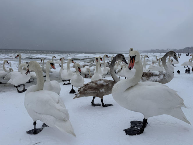 Bałtyk zimową porą, uchwycony w kadrach