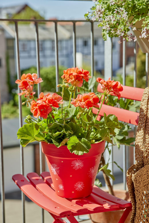 Pelargonie 