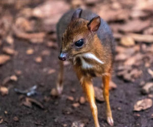 Myszojeleń z łódzkiego zoo potrzebuje imienia! Malec okazał się samiczką