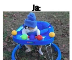 Dzień Kota 2020