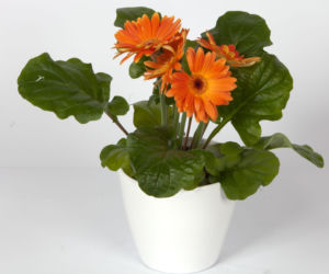 Gerbera Jamesona