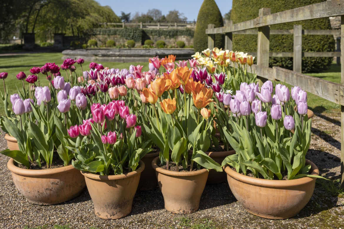 Tulipany w donicach