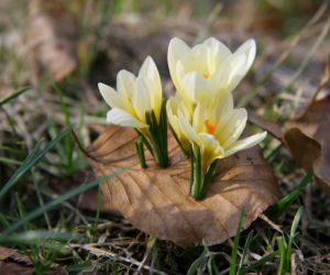 Wiosna 