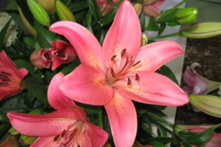 Lilia 'Dani Arifin' - Lilium 'Dani Arifin'