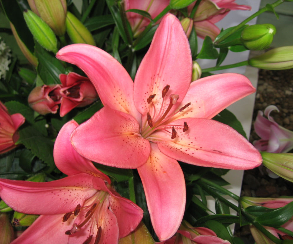 Lilia 'Dani Arifin' 