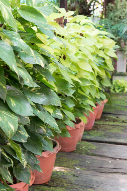 Epipremnum