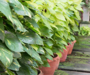Epipremnum