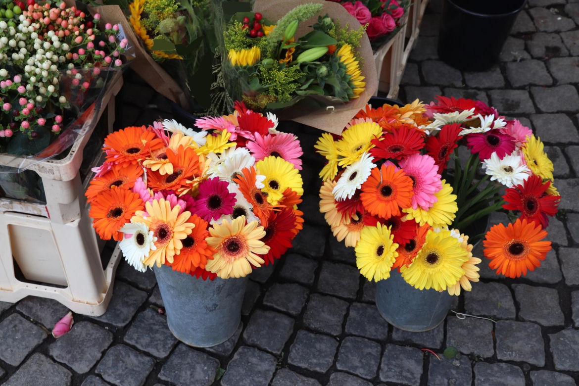 Gerbera - Skorpion