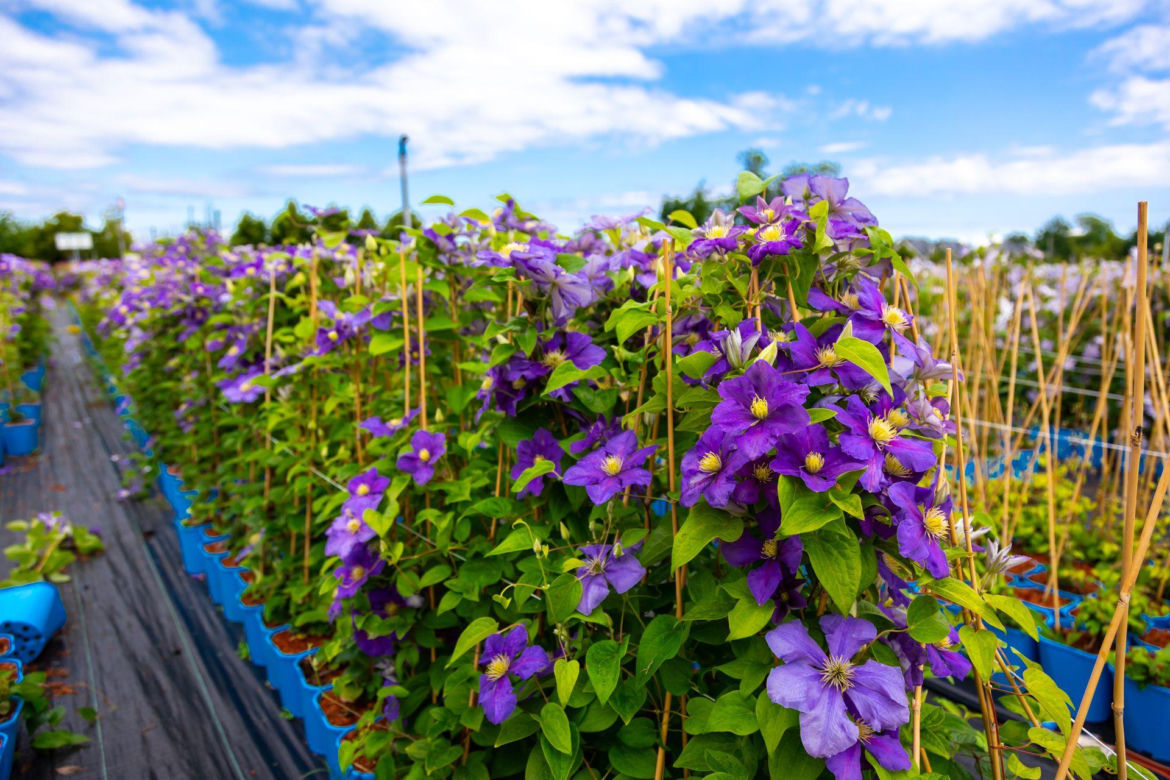 Clematis Generał Sikorski 