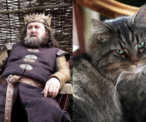 Aktorzy jako... KOTY! Podobni!