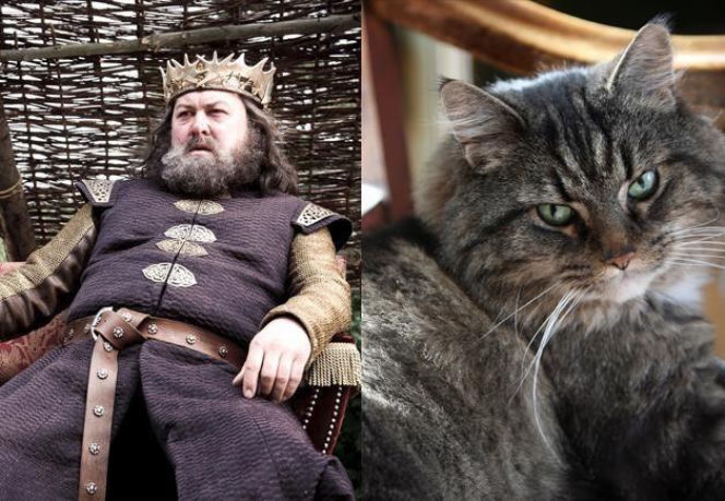 Aktorzy jako... KOTY! Podobni!