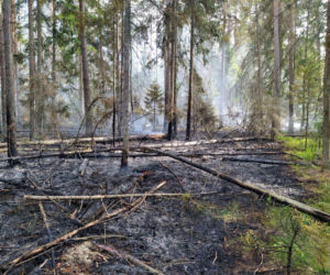 Pożar w Białowieskim Parku Narodowym