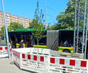Nieznany sprawca podpalił świeżo posadzone drzewo na placu Rodła
