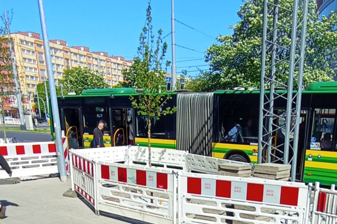 Nieznany sprawca podpalił świeżo posadzone drzewo na placu Rodła