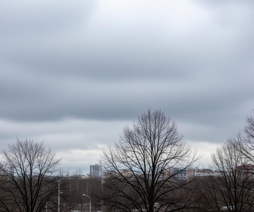 Rozległe, szare, zachmurzone niebo dominuje górną część obrazu. Poniżej rozciąga się miejski krajobraz z licznymi bezlistnymi drzewami o ciemnych konarach, które tworzą gęstą, brązowo-szarą linię horyzontu. W tle widoczne są fragmenty budynków o jasnych fasadach, a jeden z nich wyróżnia się czerwonawymi elementami. Dwa białe latarnie uliczne są ledwo widoczne między gałęziami, a gdzieniegdzie prześwitują fragmenty jasnego podłoża, prawdopodobnie śniegu.
