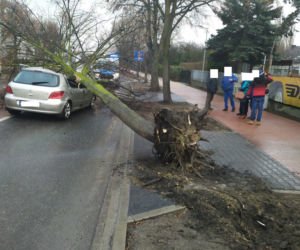 W Lesznie wiatr powalił drzewo na samochód 