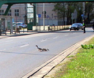 Funkcjonariusze zatrzymali ruch przez rodzinę gęsi