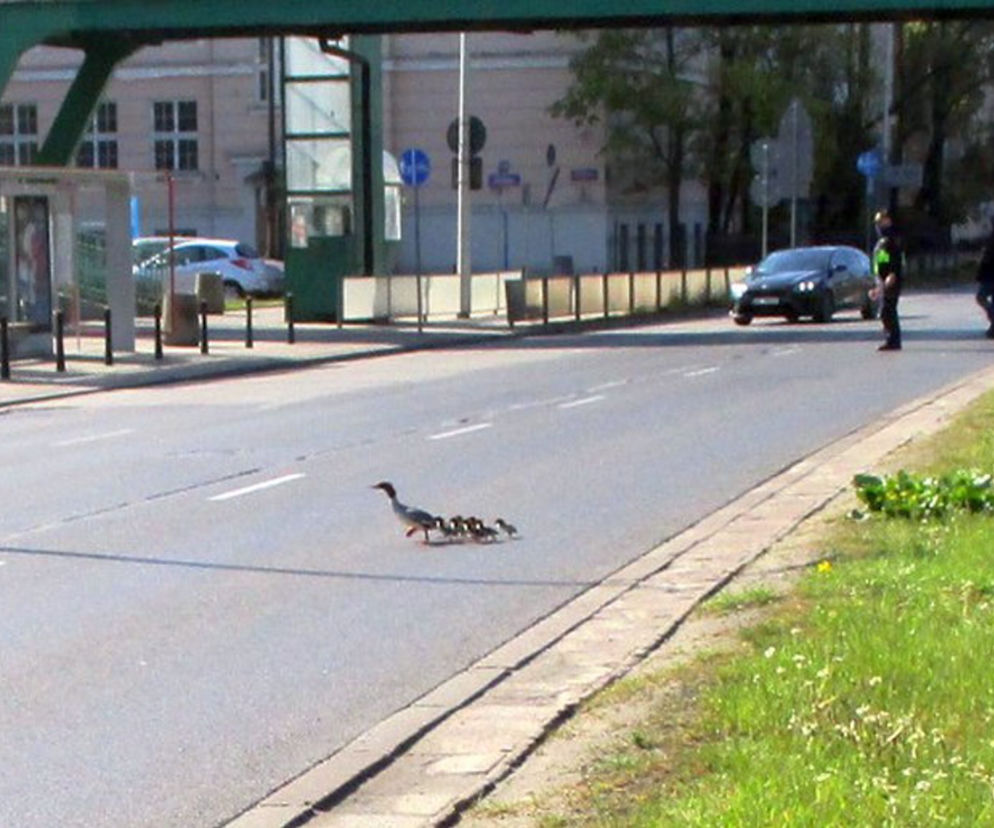 Funkcjonariusze zatrzymali ruch przez rodzinę gęsi