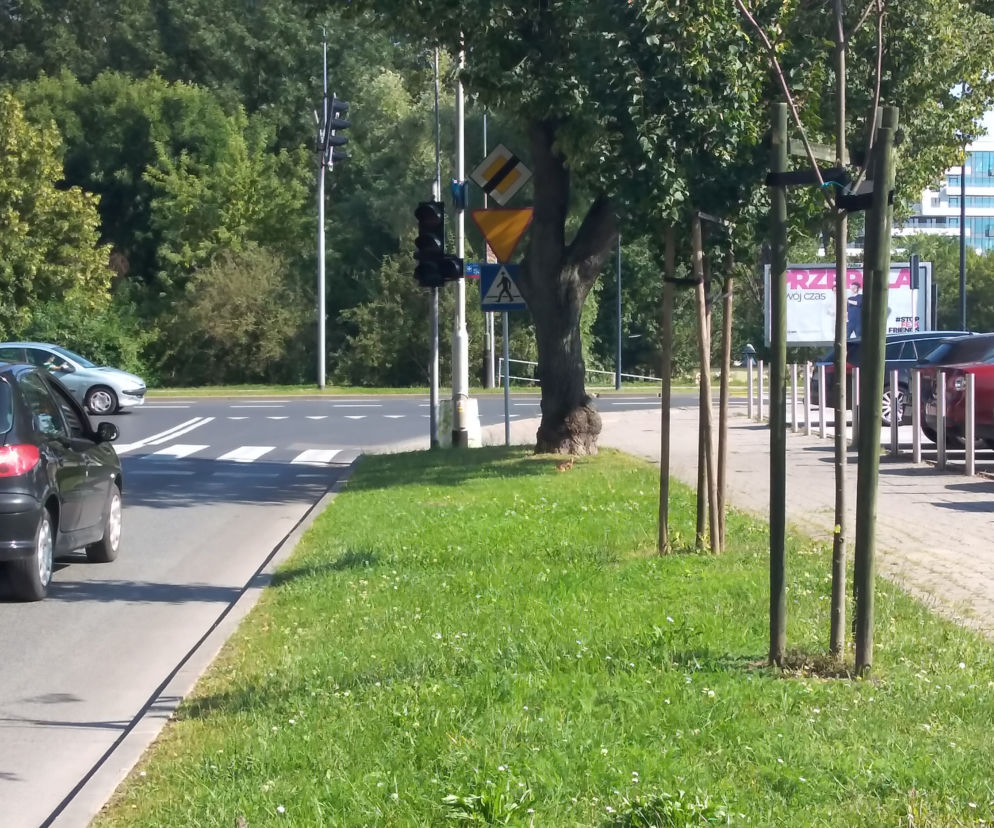 Drzewa pójdą pod topór. To nie podoba się mieszkańcom i piszą petycję do prezydenta