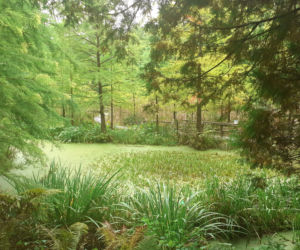 Arboretum Bolestraszyce