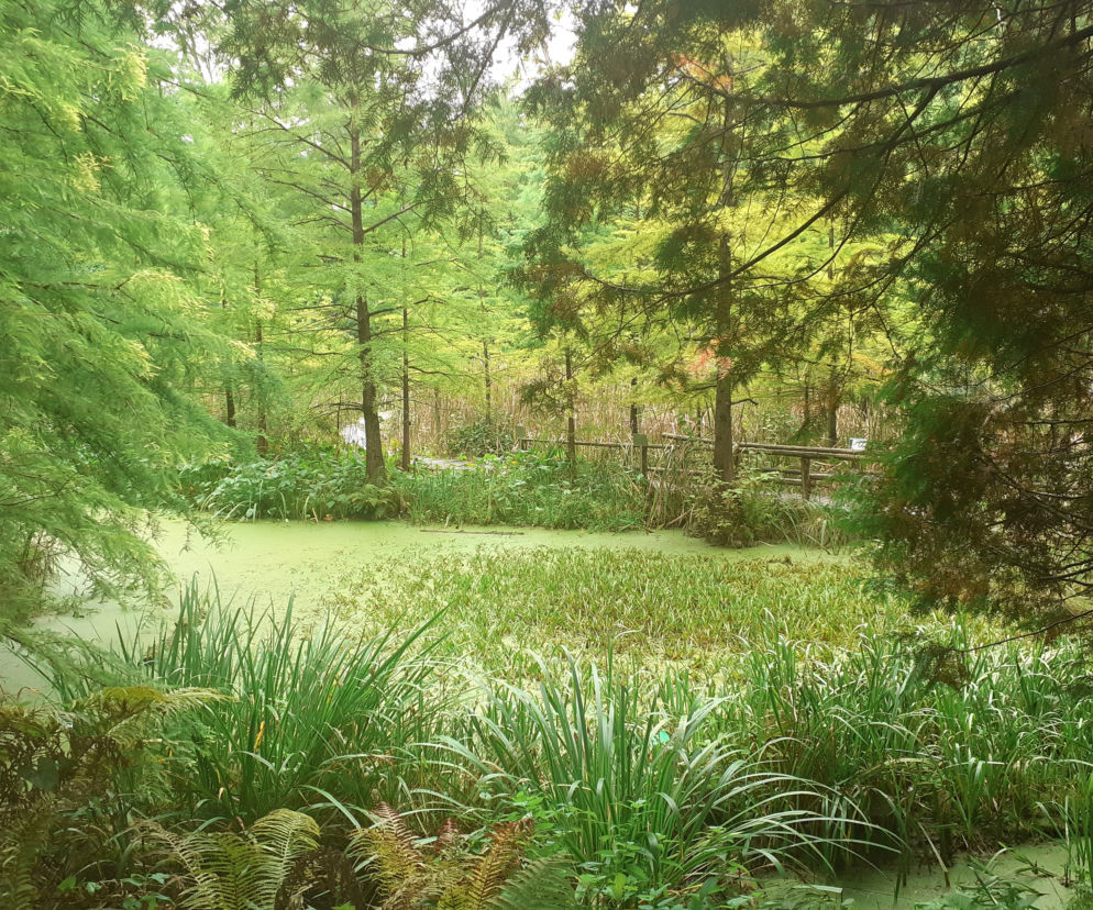 Arboretum Bolestraszyce