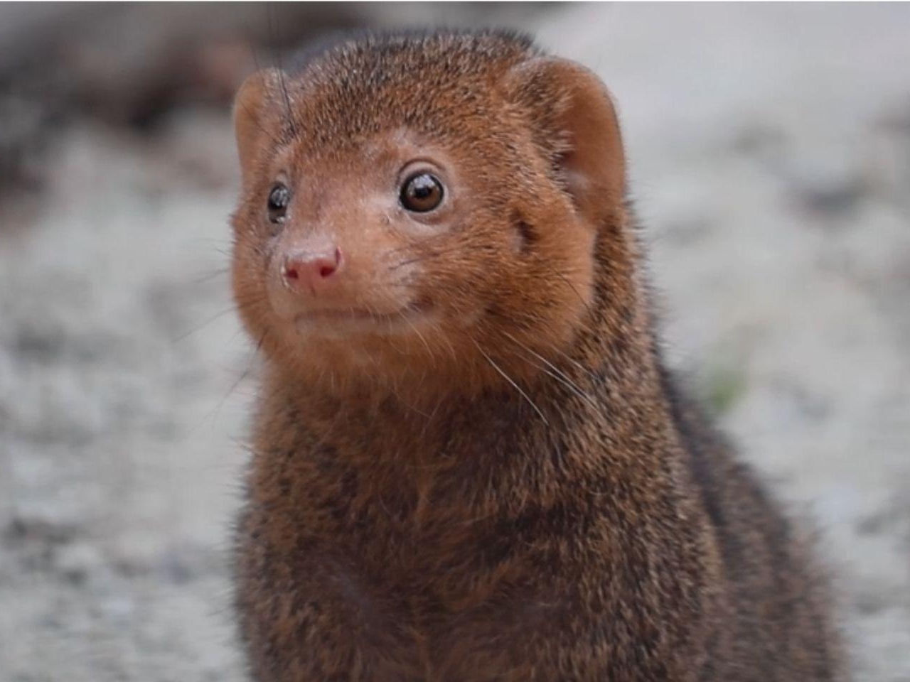 Mangusteczki karłowate zamieszkały w gdańskim zoo – nowy gatunek małych drapieżników — image 1