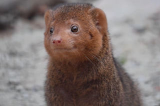 Nowi mieszkańcy gdańskiego zoo! Są malutkie, szybkie i… niezwykle sprytne. Przyjechały prosto z zagranicy