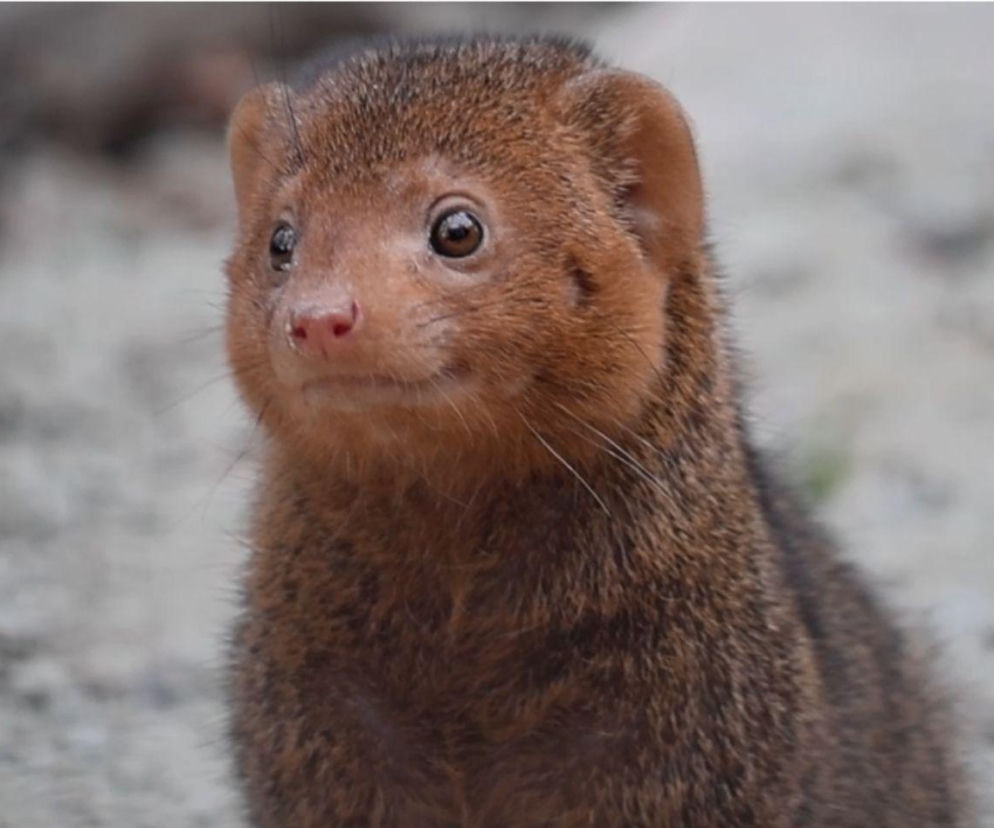 Nowy gatunek w gdańskim zoo. Czy to najmniejsze drapieżniki świata?