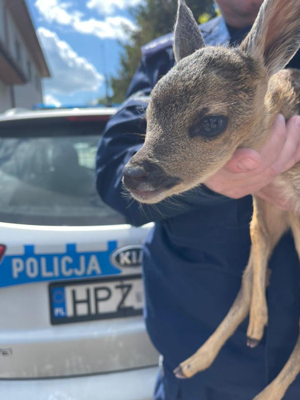 Sarenka uratowana przez policjanta