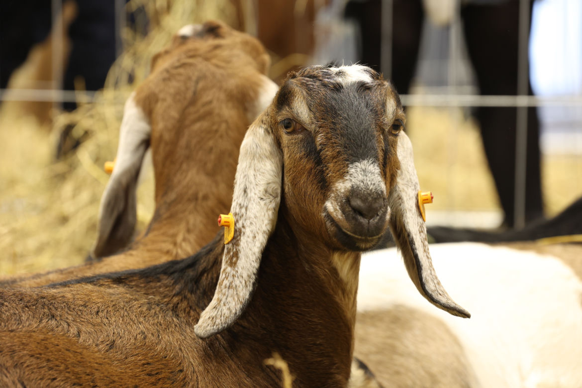 ZooPark 2023 w Lublinie przyciągnął tłumy!
