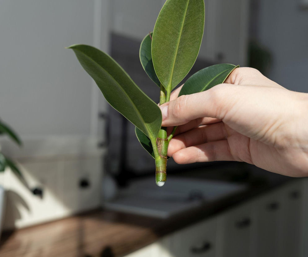 Sadzonka fikusa sprężystego