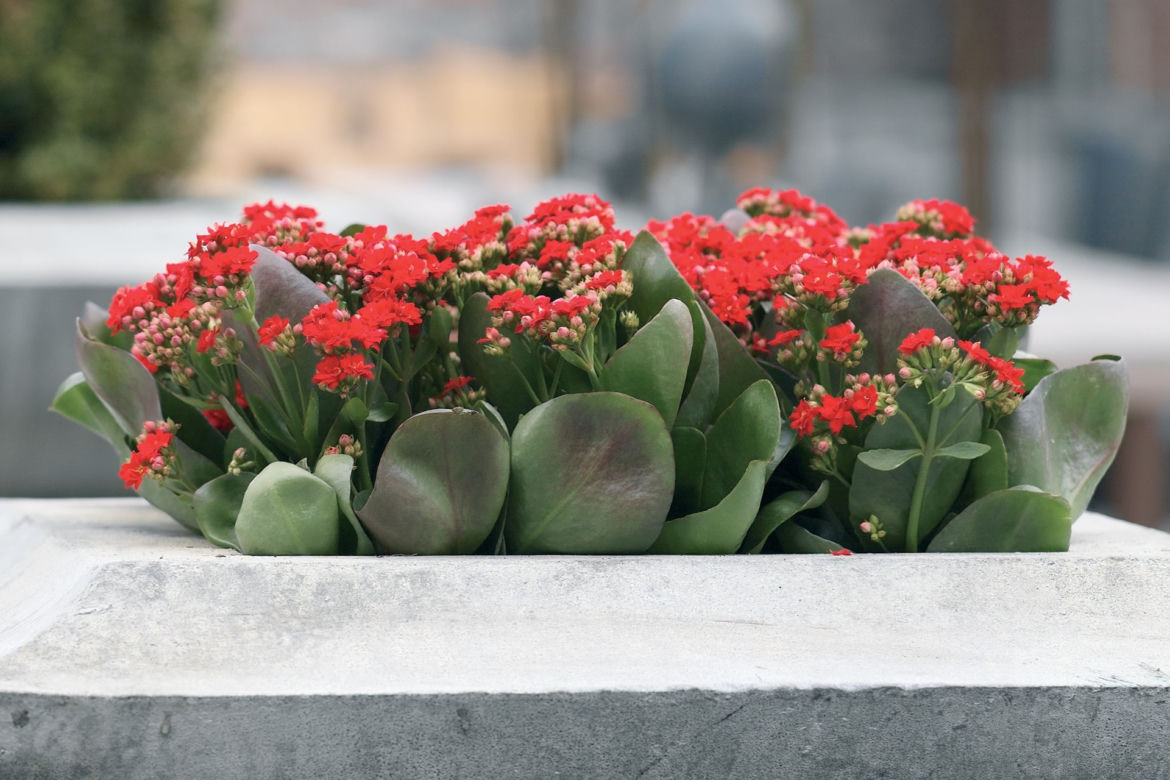 Kalanchoe Blossfelda