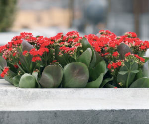 Kalanchoe Blossfelda