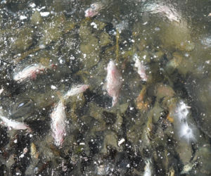 Rybi dramat w Białymstoku. Tysiące martwych ryb pod lodem