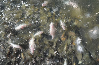 Rybi dramat w Białymstoku. Tysiące martwych ryb pod lodem