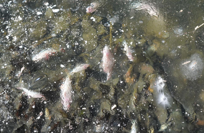 Rybi dramat w Białymstoku. Tysiące martwych ryb pod lodem