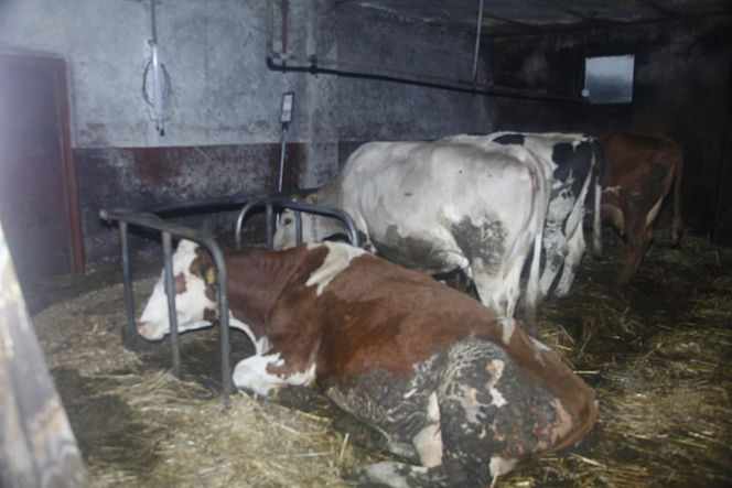 Krowa Diablica zobaczyła ogień i padła na zawał. Jarosław nie może się pozbierać. "Miałem ochotę płakać"