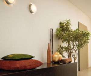 Dracena